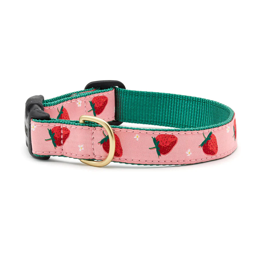 Strawberry Fields Dog Collar