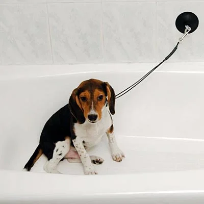 Dog Stay 'n Wash Grooming Noose