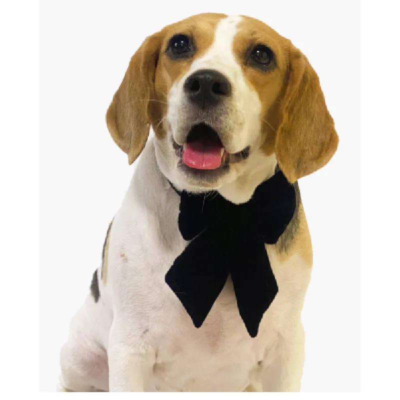 Pawgypets Pigtail Bowtie for Dogs and Cats