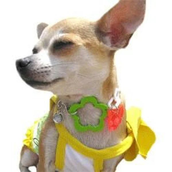 Pimp My Puppy Street Bling Neon Necklace By Chi Wow Wow